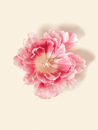 A vibrant pink flower in full bloom.