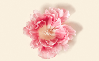 Vibrant pink flower with soft, wide-open petals and delicate stamens