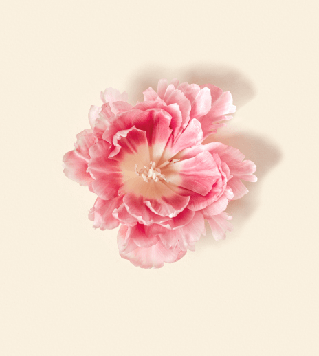 A vibrant pink flower in full bloom with soft petals.
