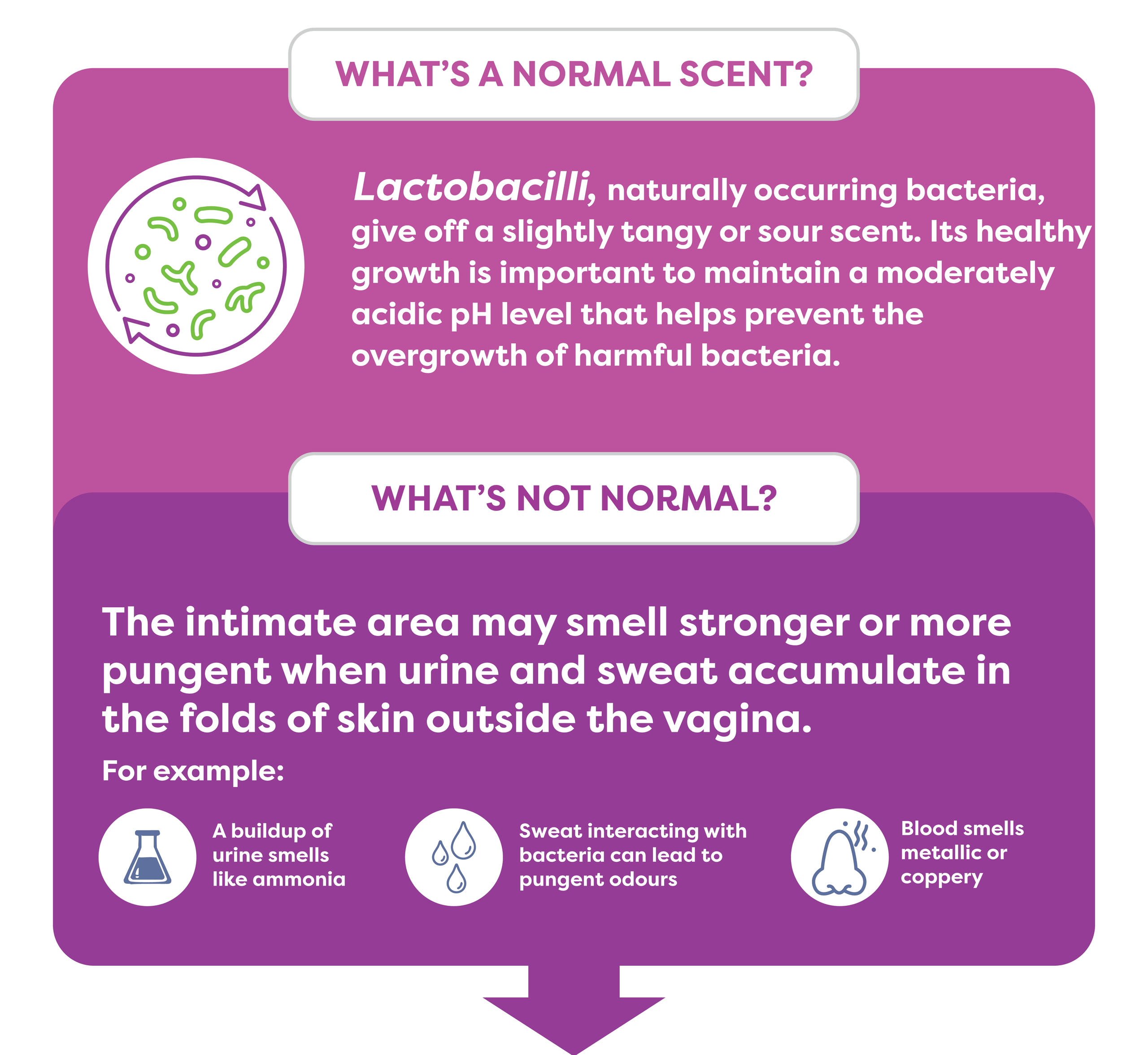 Normal and Not Normal Scent of Vaginal Odor Infographic comparing vaginal odors. Normal scents: tangy, coppery, or mild sweat. Abnormal scents: strong fishy, rotten/foul, or harsh chemical/ammonia odors.